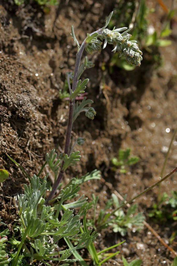 Artemisia genepi (Genepi Wormwood)