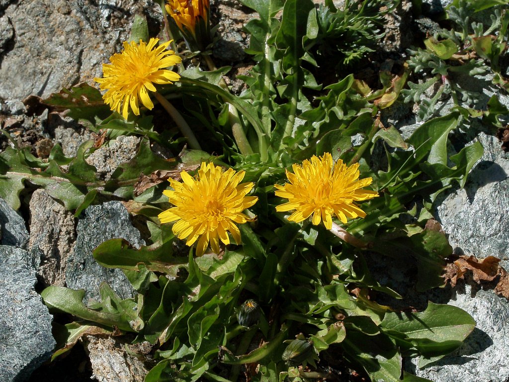 Taraxacum alpinum (Alpine Dandelion)