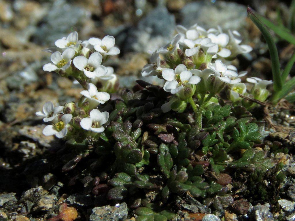 Pritzelago alpina ssp brevicaulis (Alpine Hutchinsia)