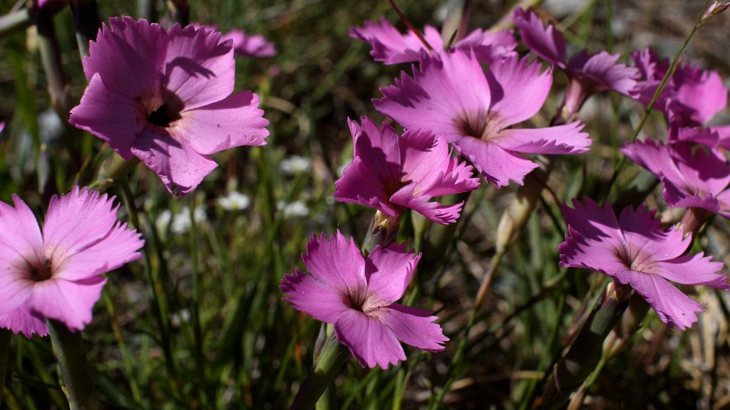 Dianthus sylvestris (Wood Pink)