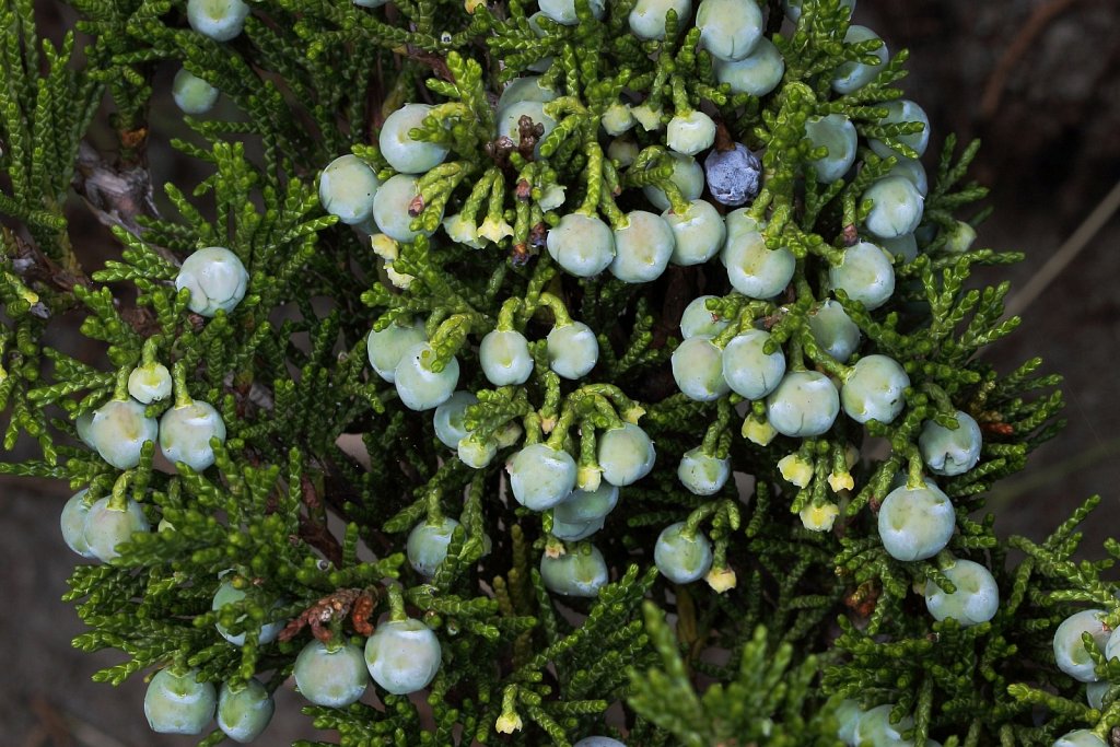 Juniperus sabina (Savin)