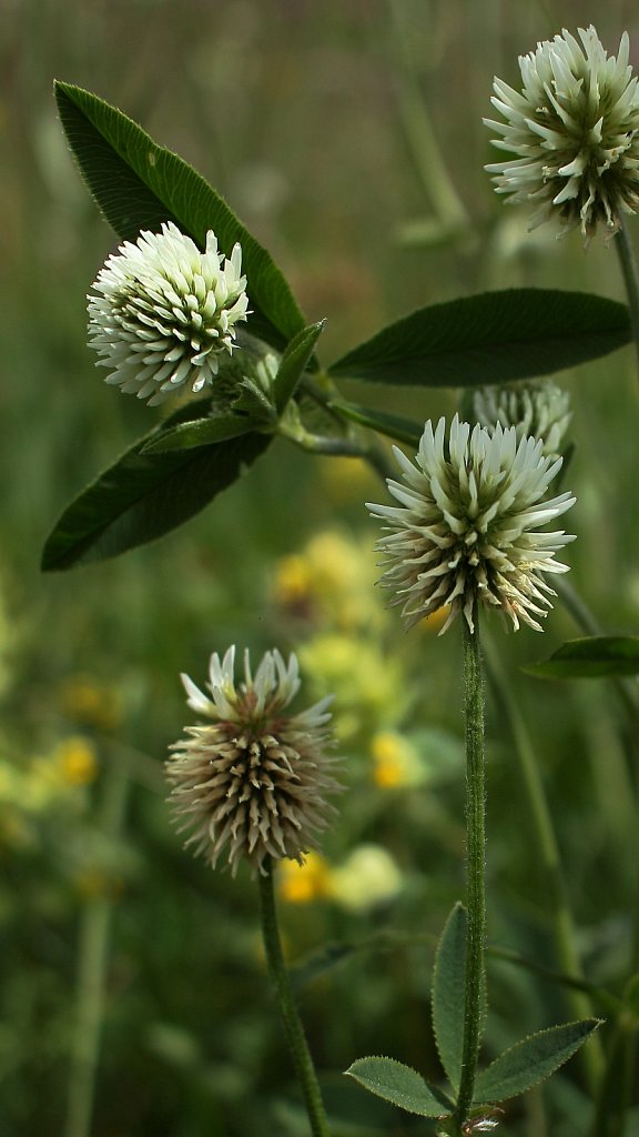 Trifolium montanum (Mountain Clover)