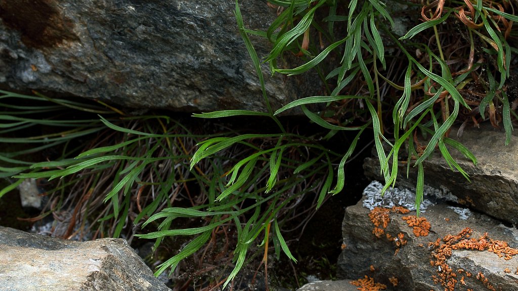 Asplenium septentrionale (Forked Spleenwort)