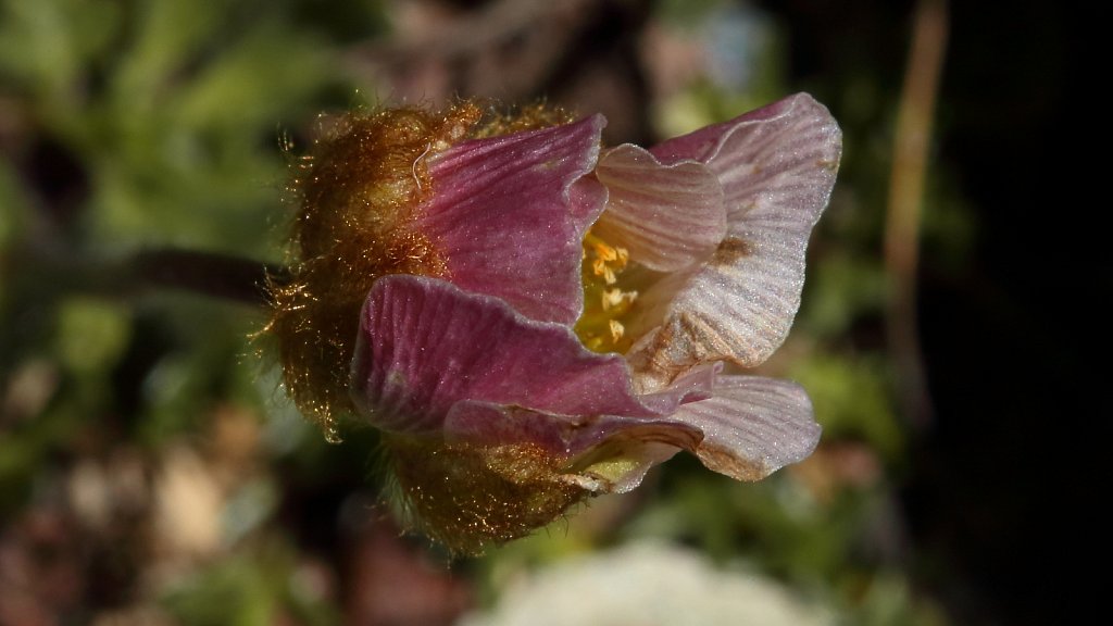 Ranunculus glacialis (Glacial Crowfoot)