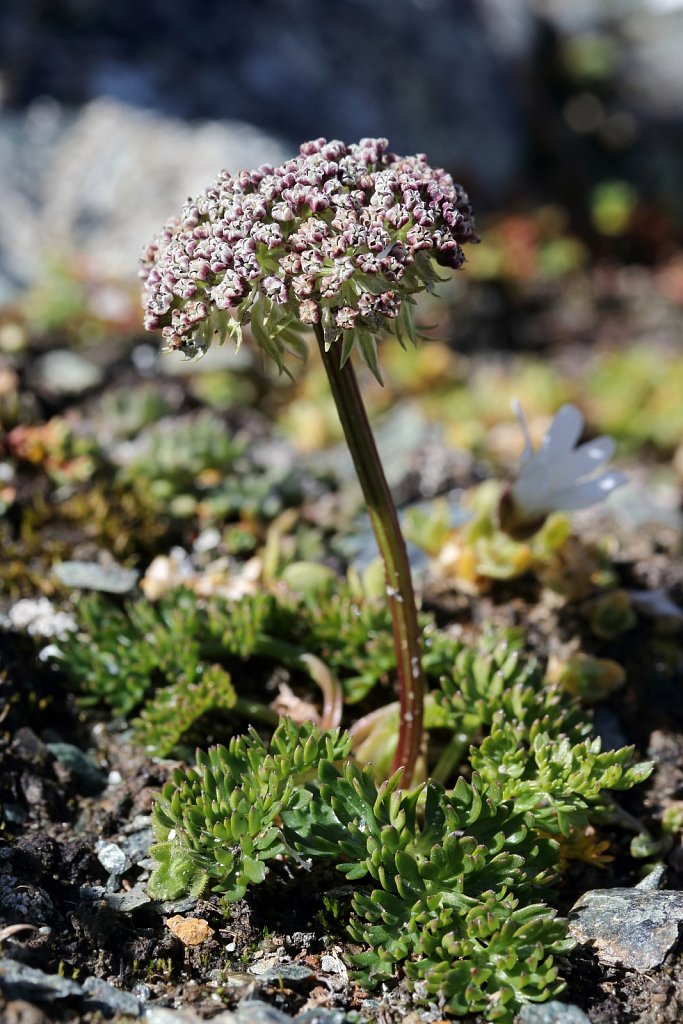 Ligusticum mutellinoides (Dwarf Alpine Lovage)