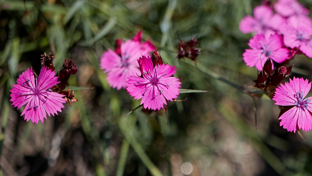 Dianthus carthusianorum (Carthusian Pink)