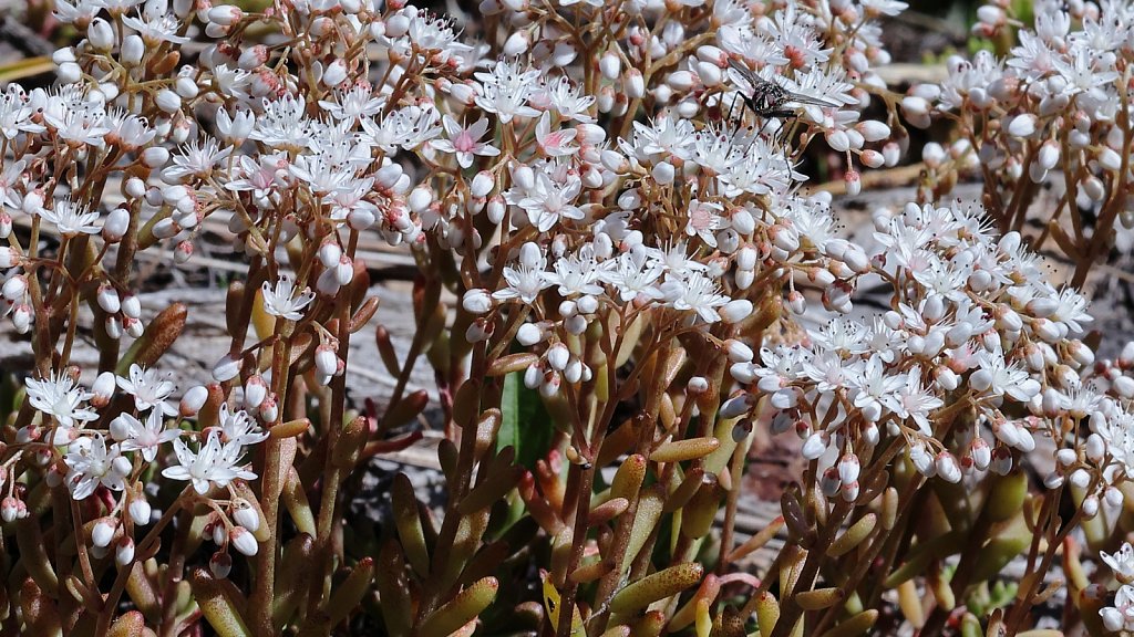 Sedum album (White Stonecrop)