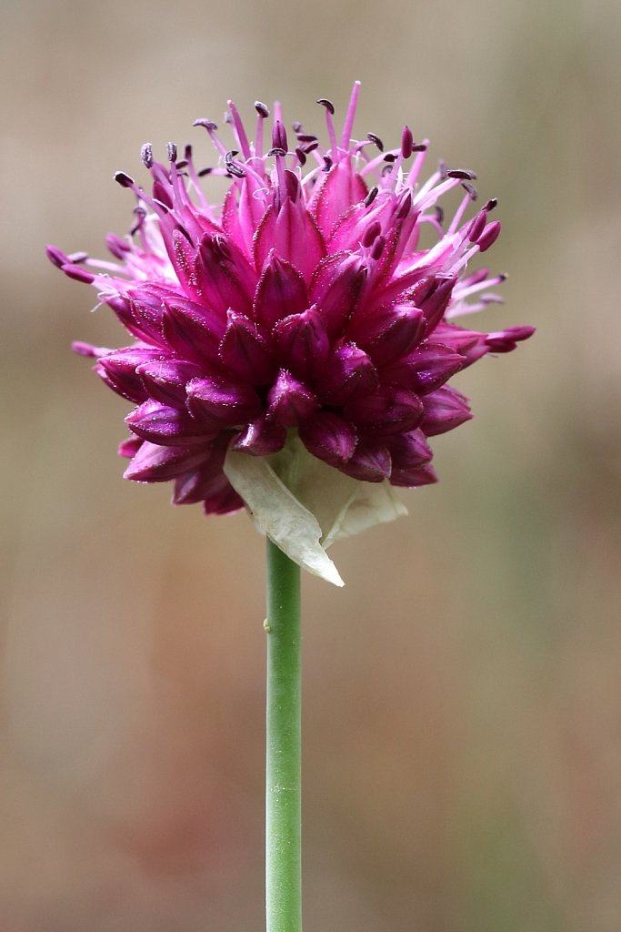 Allium sphaerocephalon (Round-headed Leek)