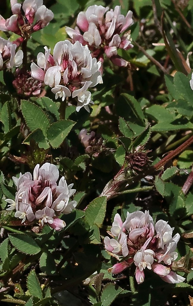 Trifolium pallescens (Pale Clover)