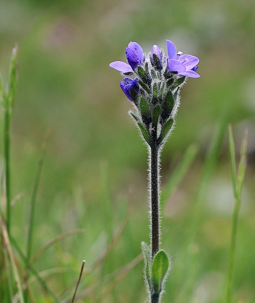 Veronica bellidioides (Daisy-leaved Speedwell)