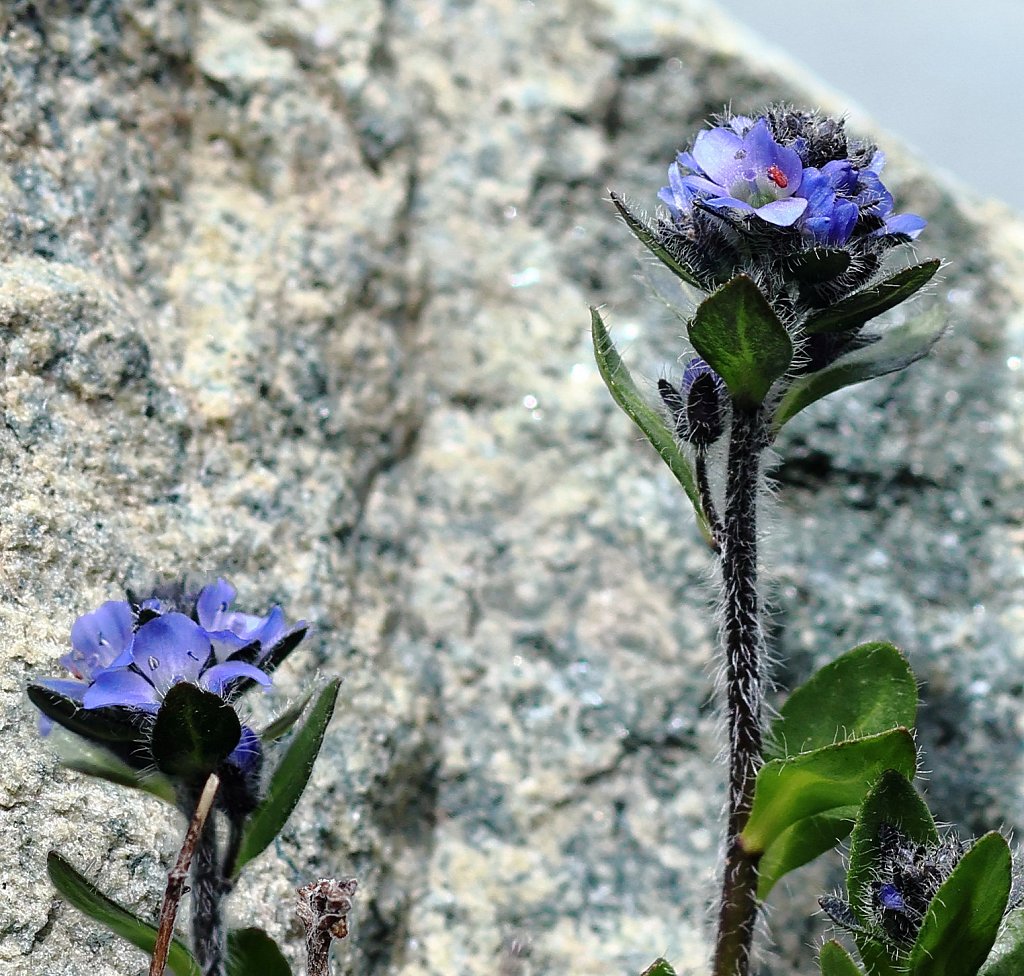 Veronica alpina (Alpine Speedwell)
