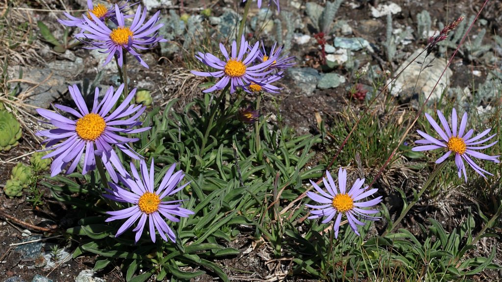 Aster alpinus (Alpine Aster)