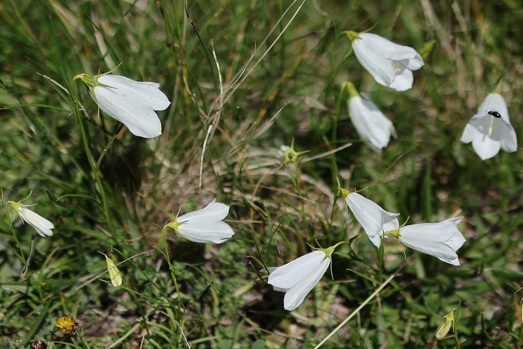 Campanula scheuchzeri (Scheuchzer's Bellflower)