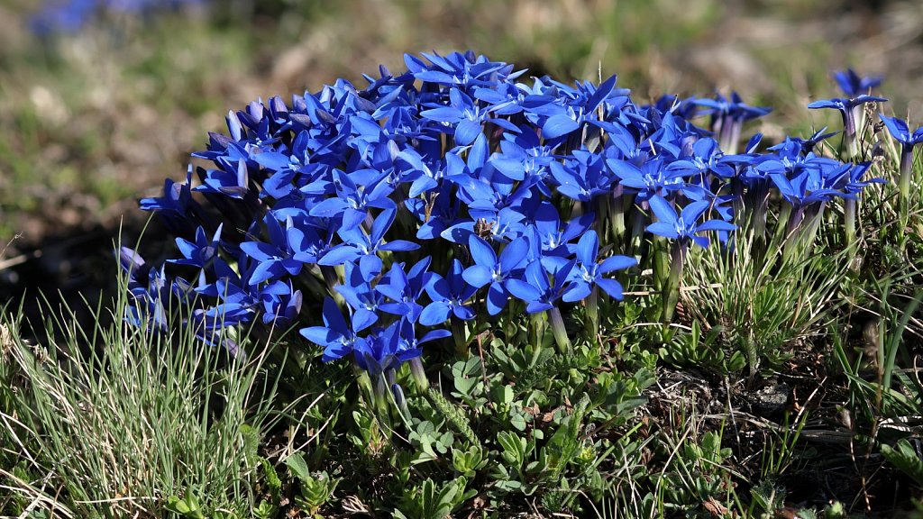 Gentiana brachyphylla (Short-leaved Gentian)