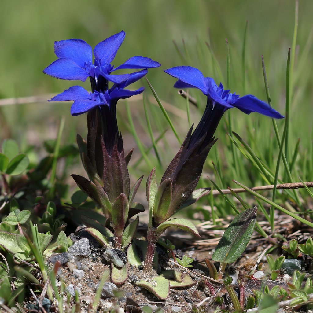 Gentiana verna (Spring Gentian)