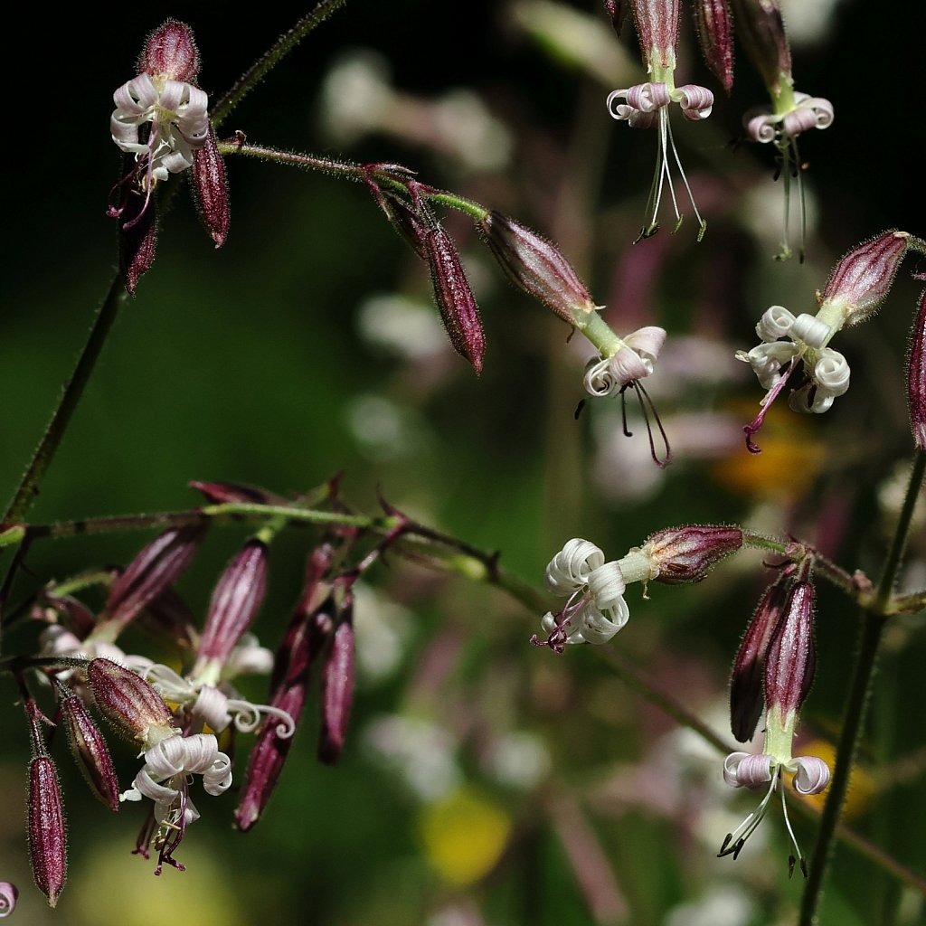 Silene nutans (Nottingham Catchfly)