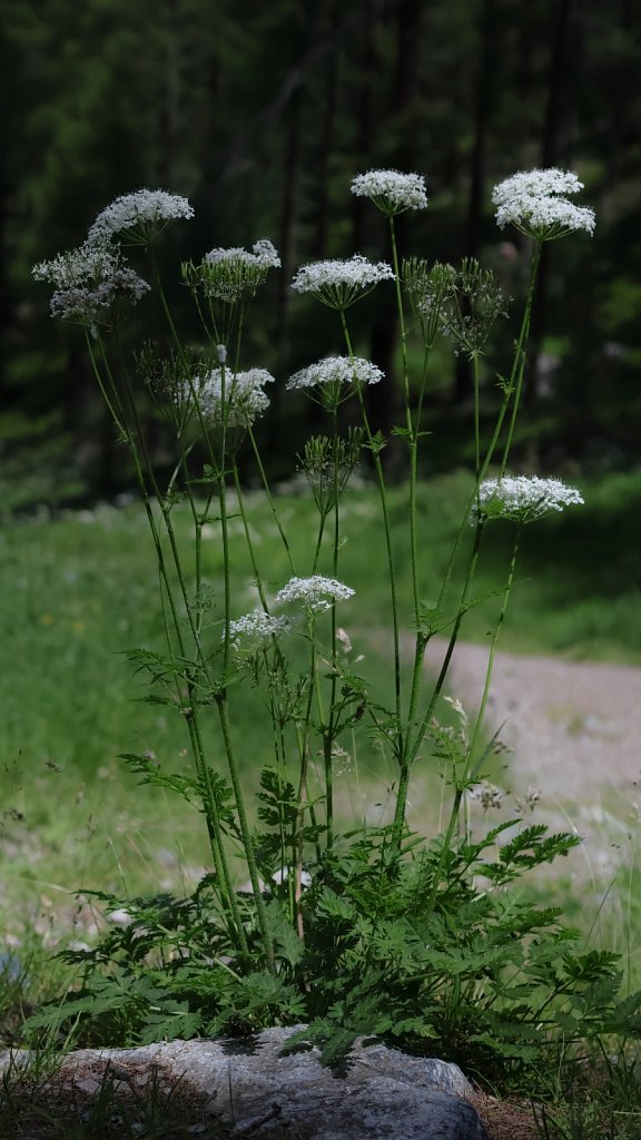 Chaerophyllum villarsii (Villar's Chervil)