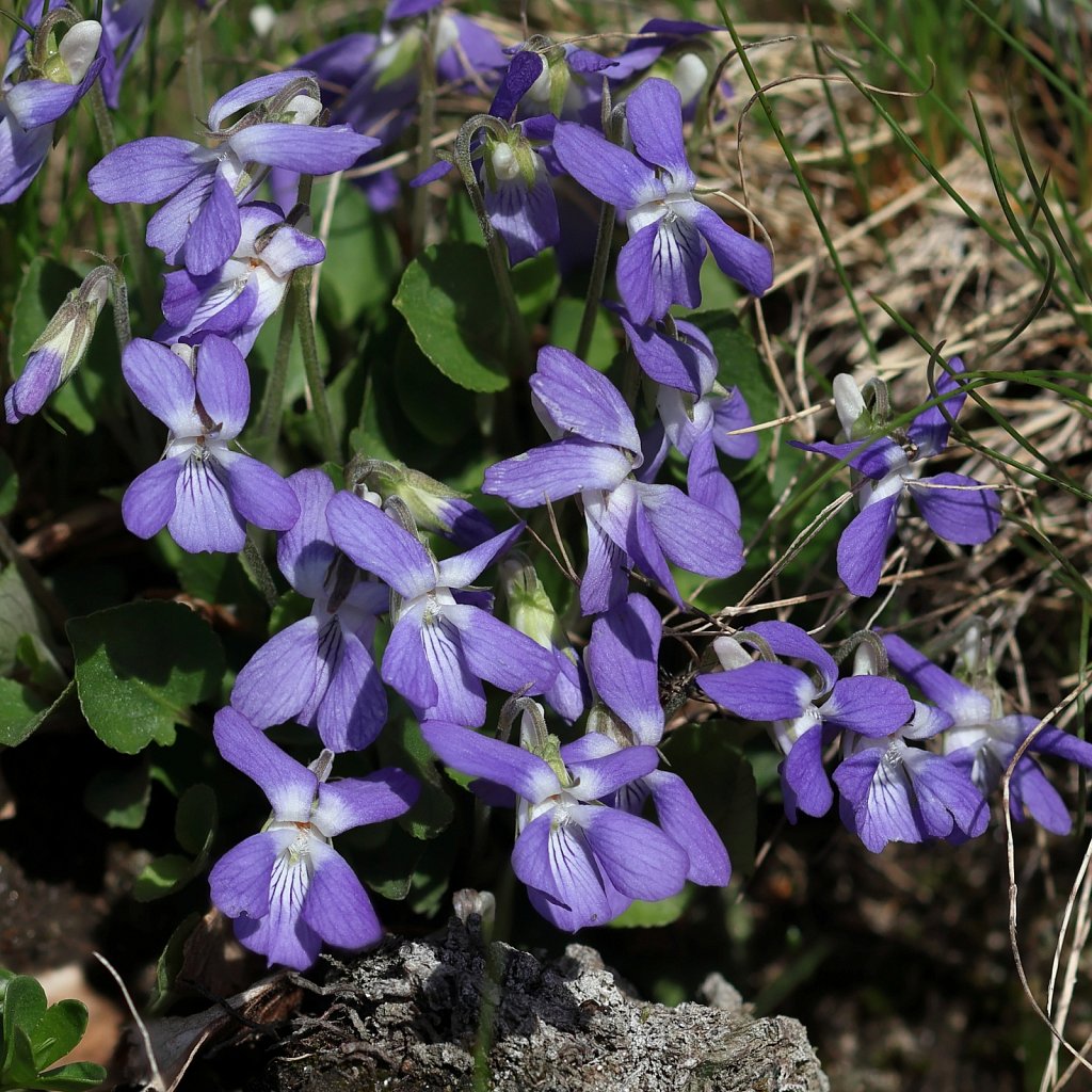 Viola rupestris (Teesdale Violet)