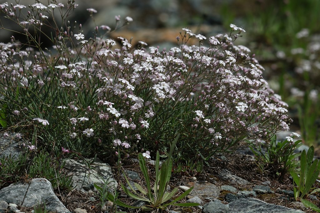 Gypsophila repens (Alpine Gypsophila)