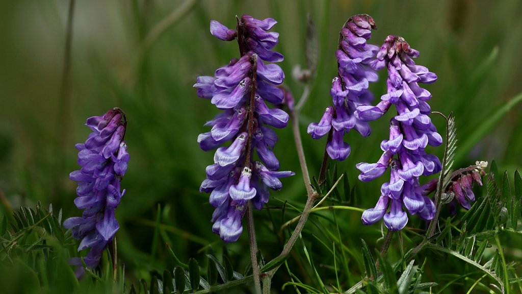 Vicia cracca (Tufted Vetch)