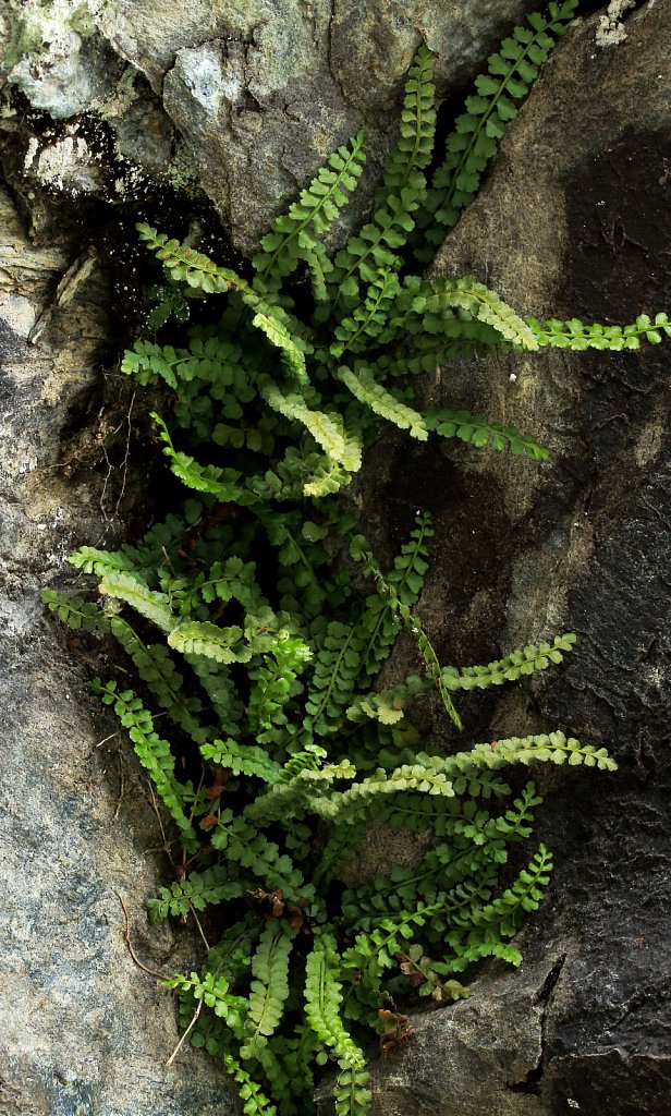 Asplenium viride (Green Spleenwort)