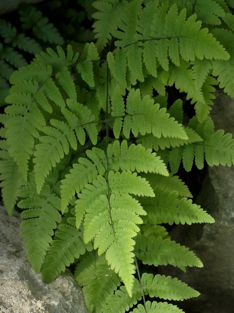 Pteridophyta (Ferns and allies)