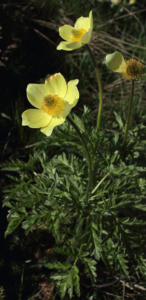 Pulsatilla alpina ssp apiifolia (Yellow Alpine Pasqueflower)