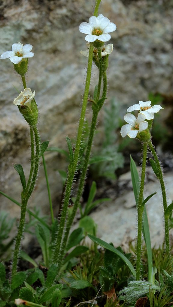 Saxifragaceae (Saxifrages)