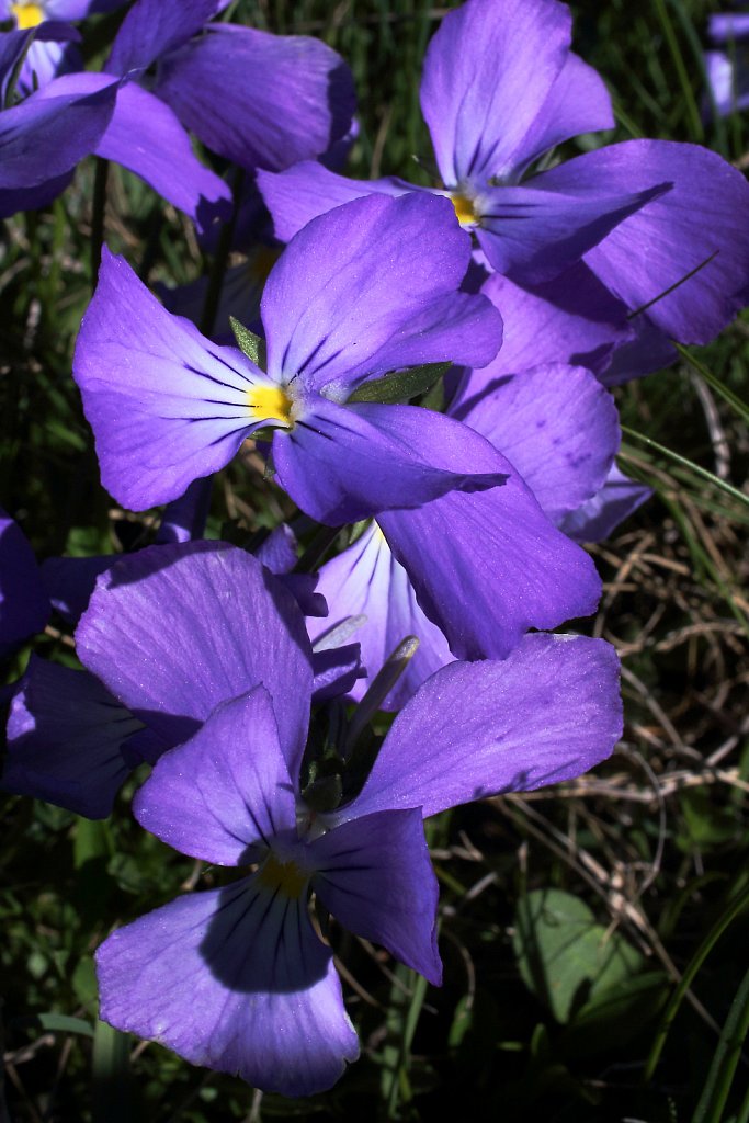 Violaceae (Violets)