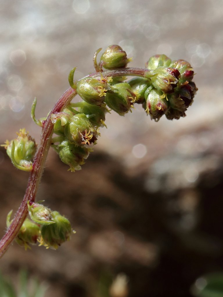 Artemisia borealis (Arctic Wormwood)