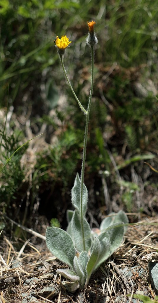 Hieracium tomentosum (Woolly Hawkweed)