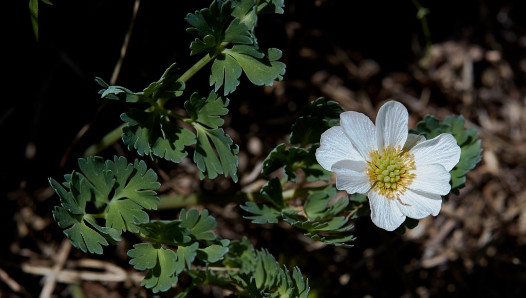 Callianthemum coriandrifolium (Coriander-leaved Callianthemum)