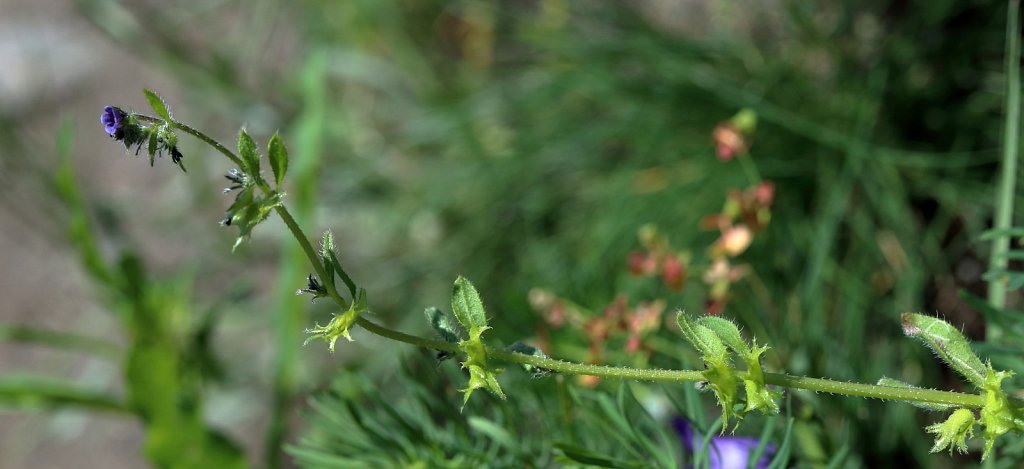 Asperugo procumbens (Madwort)