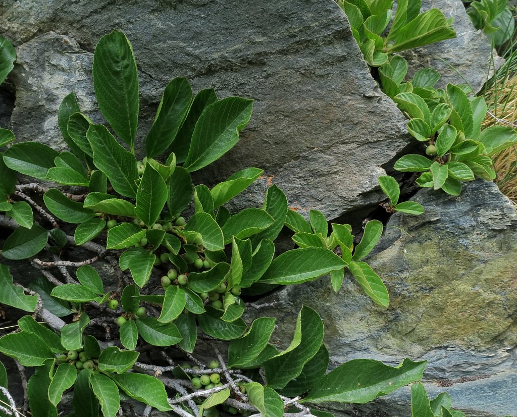 Rhamnaceae (Buckthorns)
