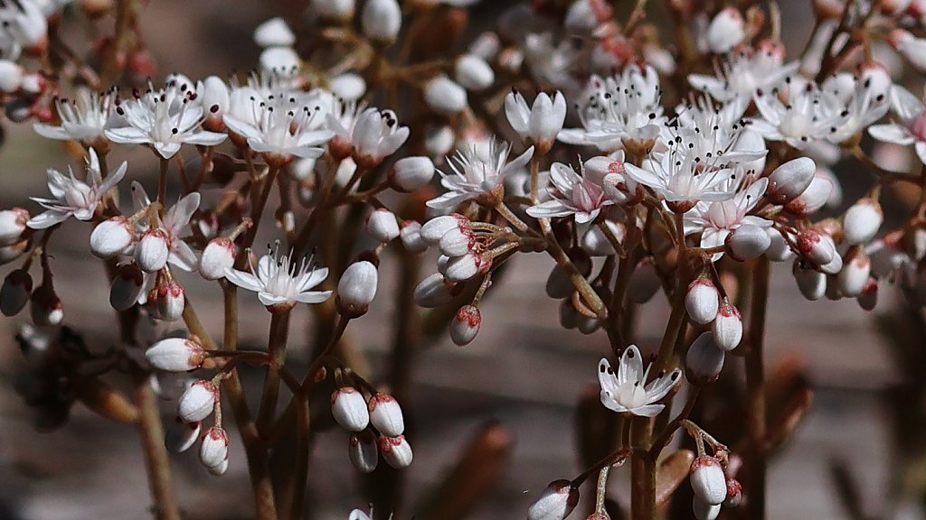 Sedum album (White Stonecrop)