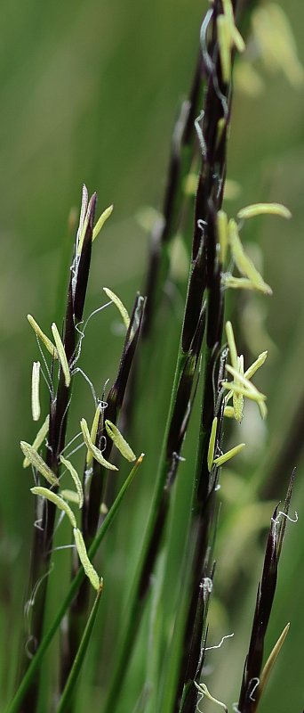 Nardus stricta (Mat-grass) - The Alpine Flora of Zermatt, Switzerland