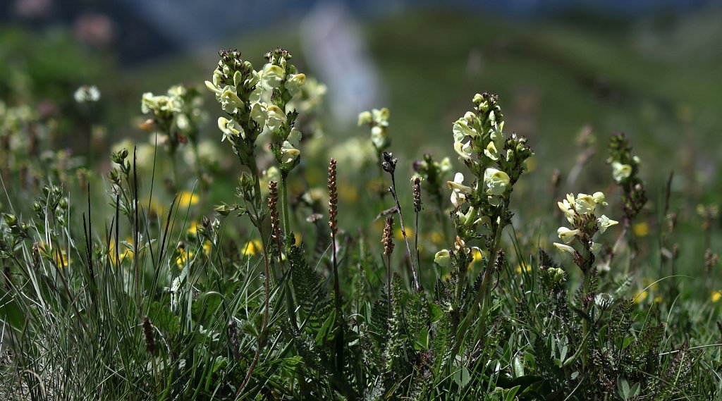 Pedicularis tuberosa (Tuberous Lousewort)