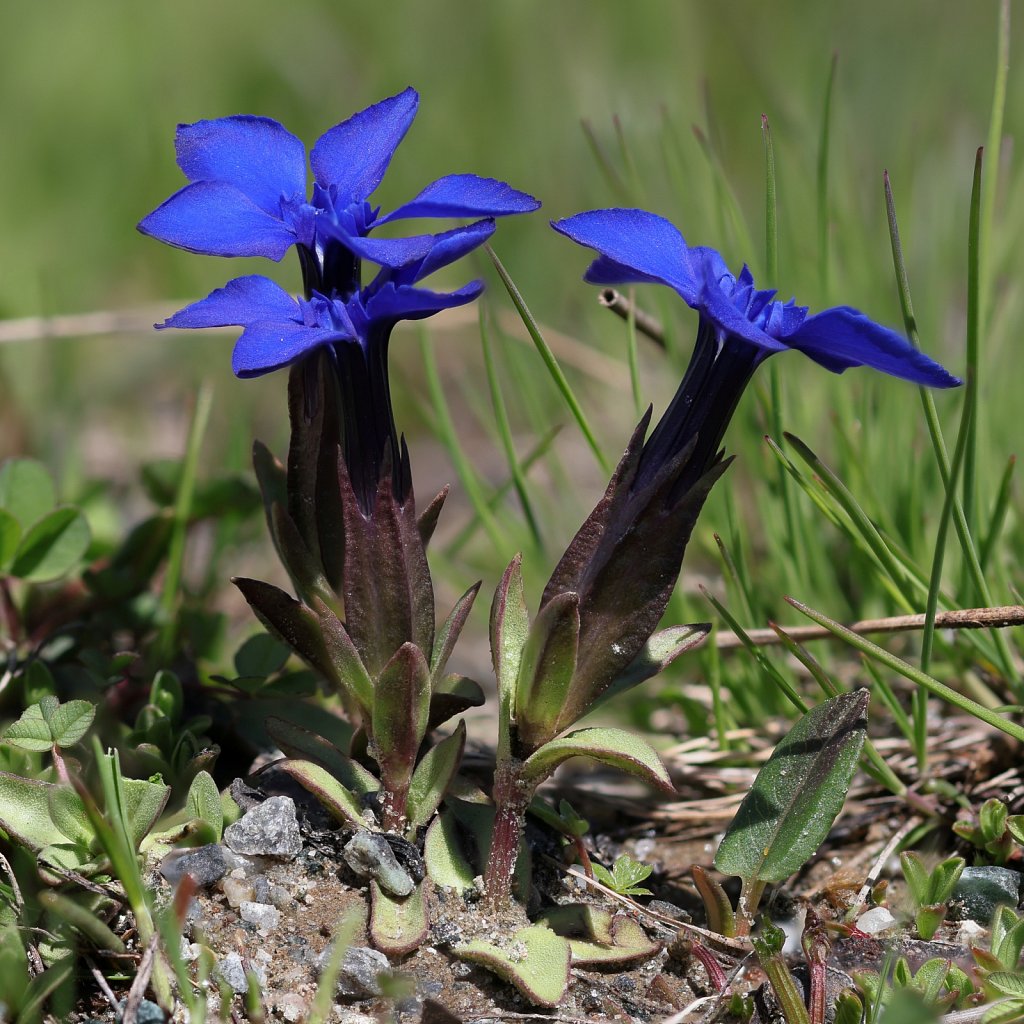 Gentiana verna (Spring Gentian)