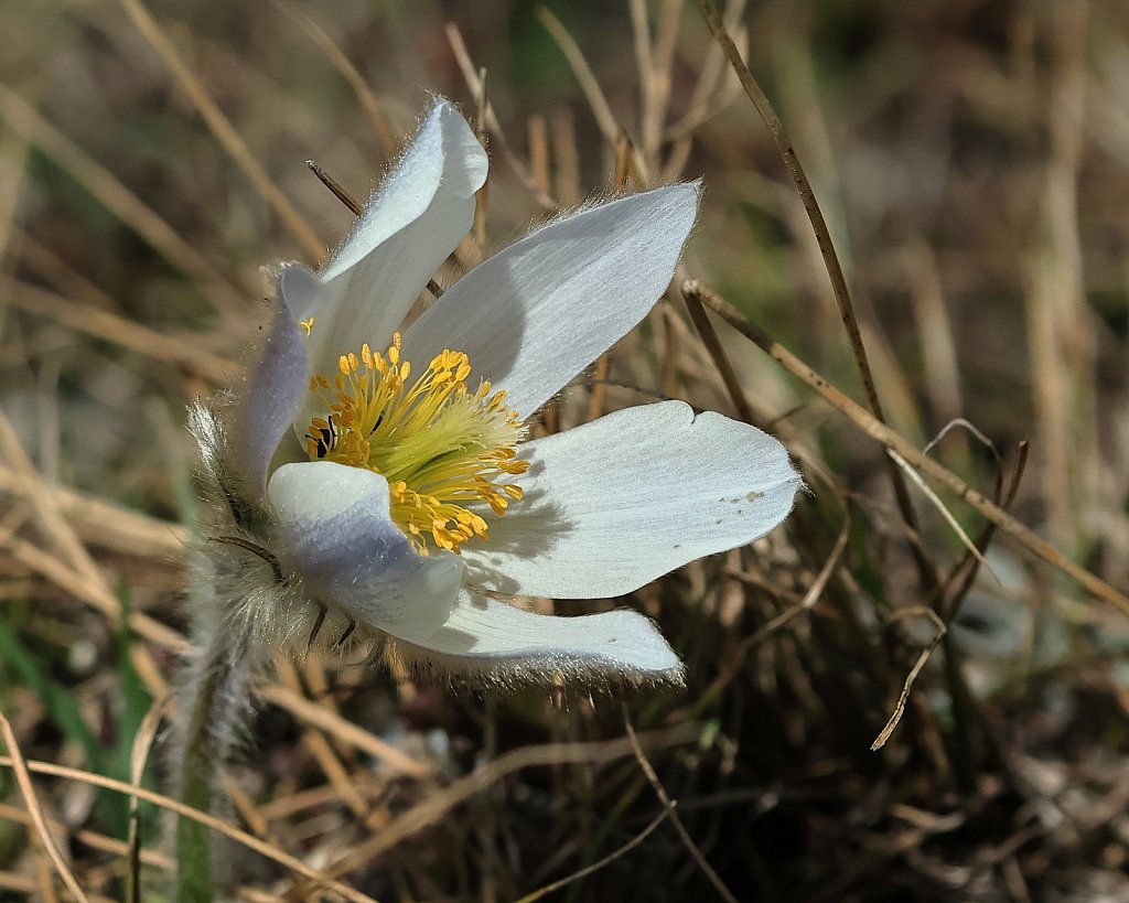 Pulsatilla vernalis (Spring Pasqueflower)