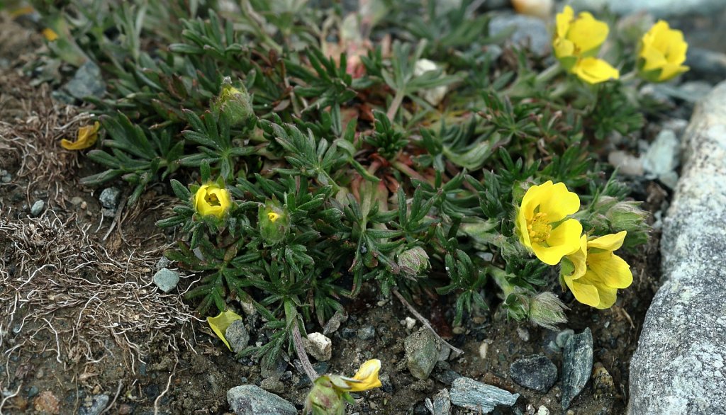 Potentilla multifida (Cut-leaved Potentilla)