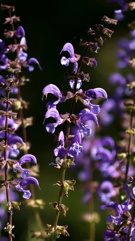 Salvia pratensis (Meadow Clary)