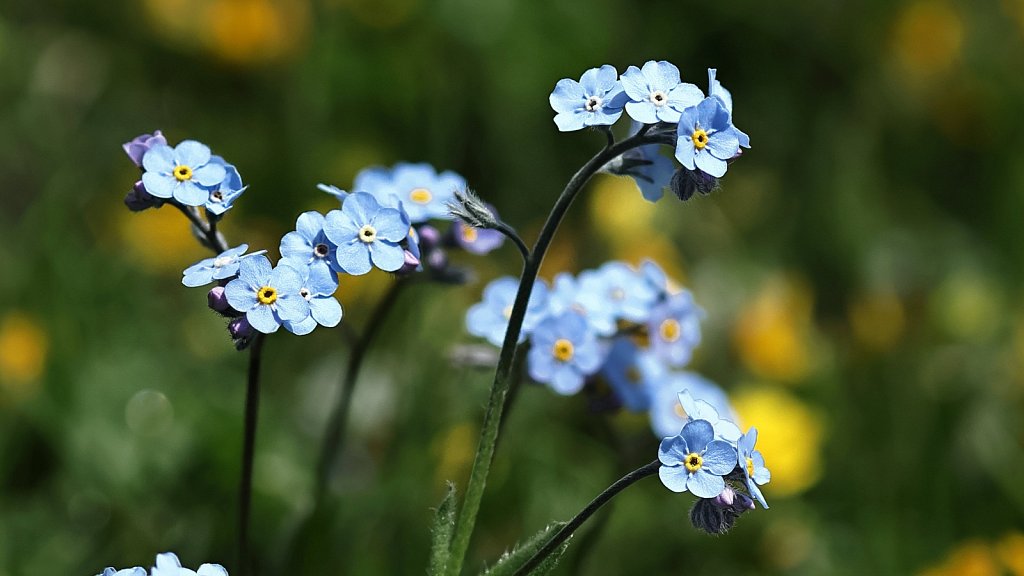 Myosotis alpestris (Alpine Forget-me-not)