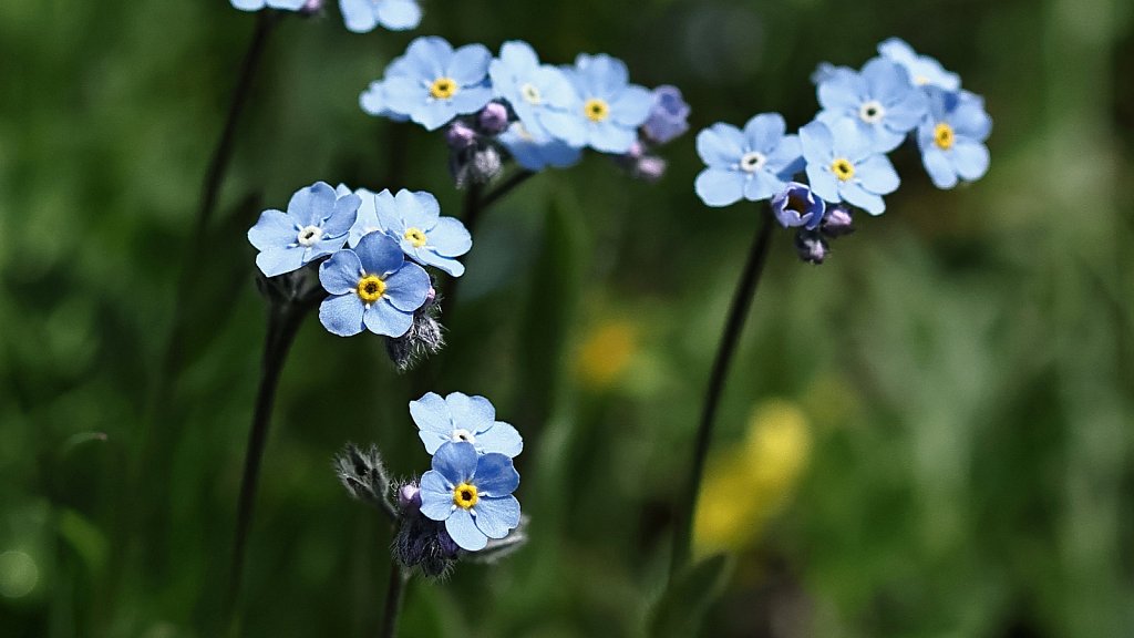 Myosotis alpestris (Alpine Forget-me-not)