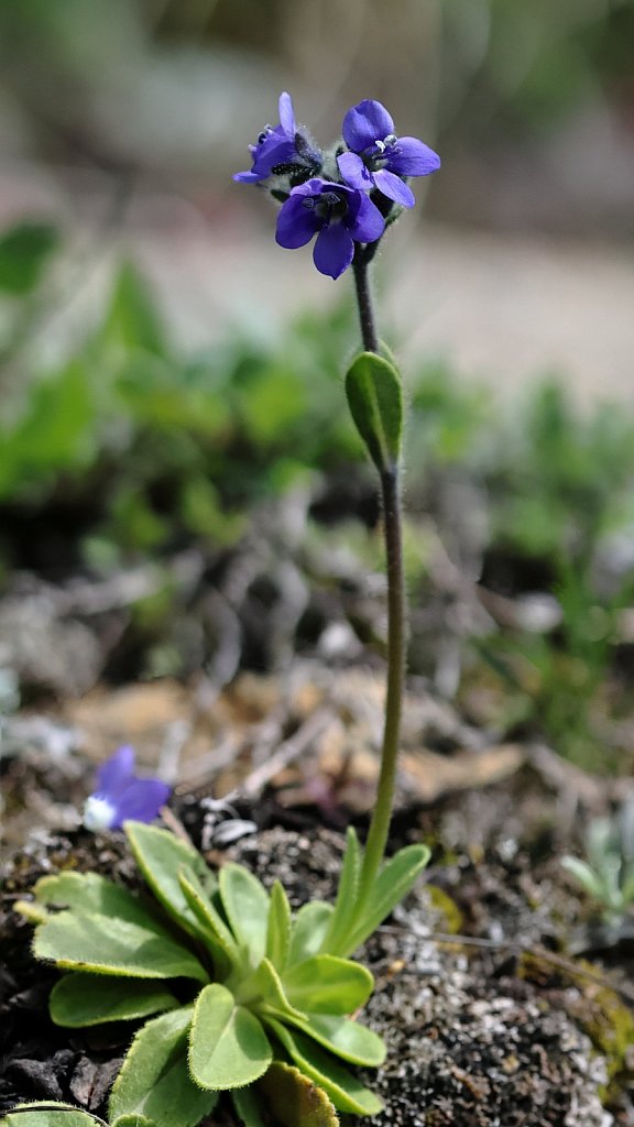 Veronica bellidioides (Daisy-leaved Speedwell)