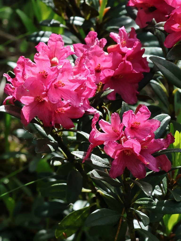 Rhododendron ferrugineum (Alpenrose)