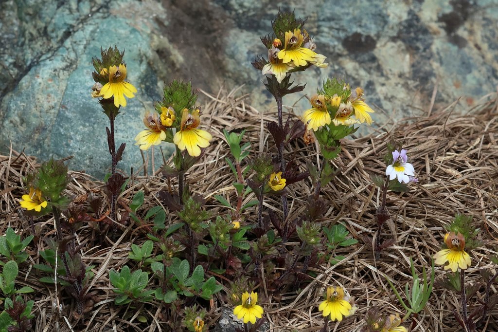 Euphrasia christii (Christ's Eyebright)